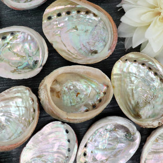ABALONE SHELL