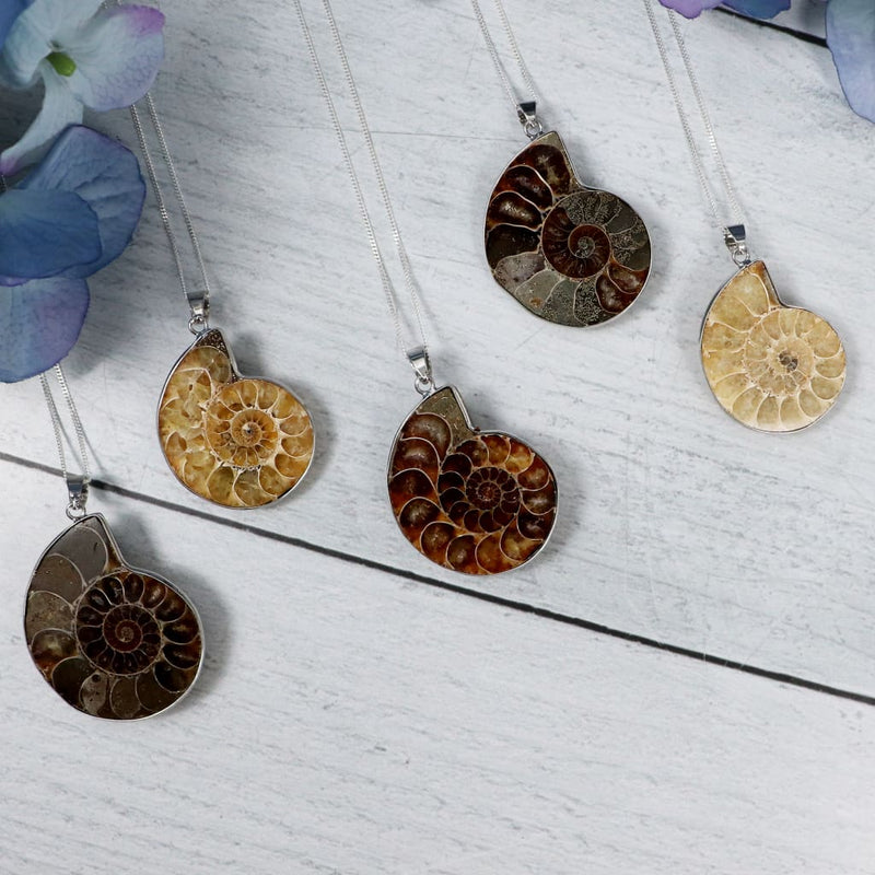 ammonite-polished-necklace-18-necklaces-386_24055767-c525-4332-8ebe-1c8dee9133cf.jpg