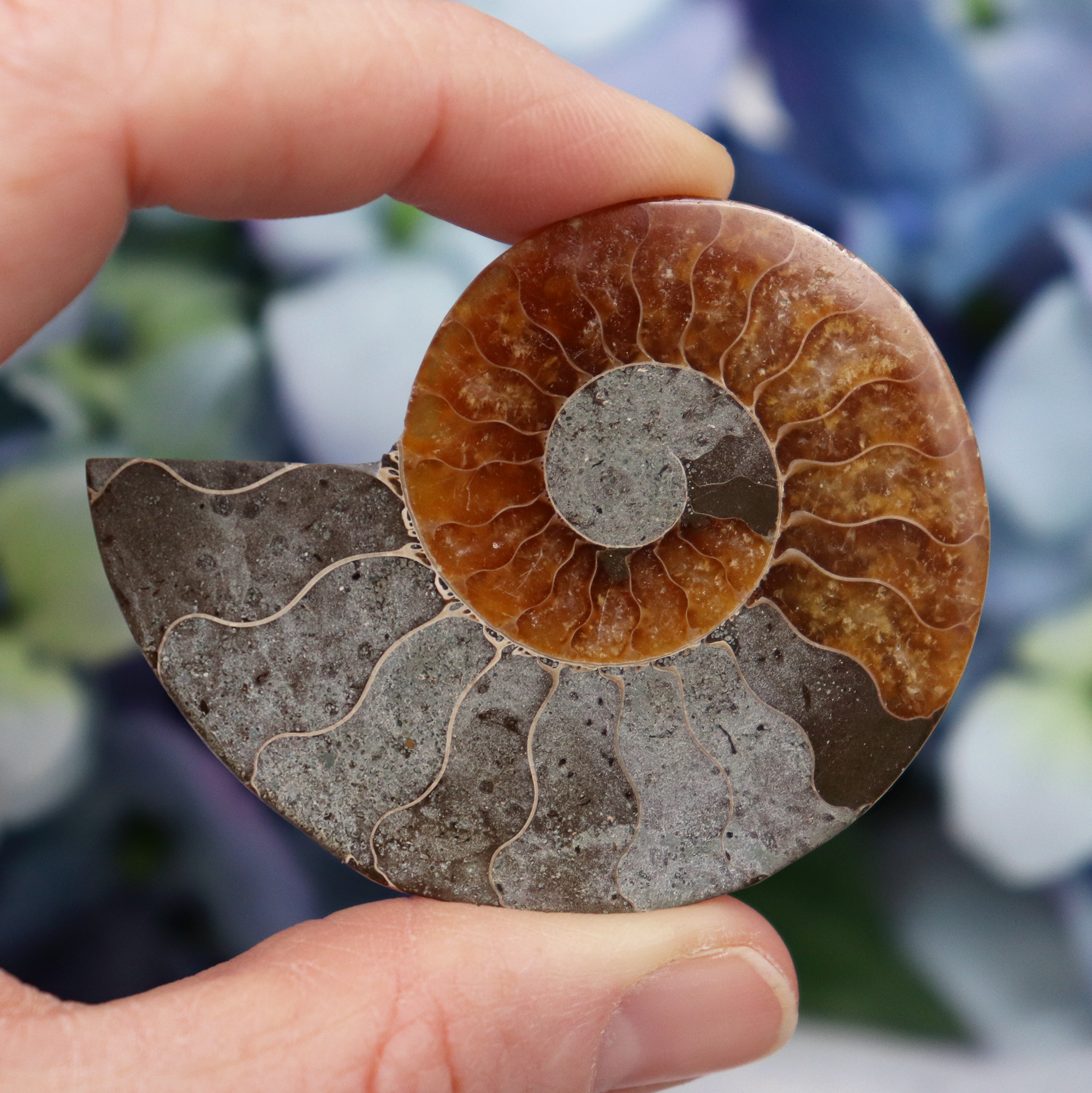 Fossil Ammonite Disc Specimen - 250×250×4 mm - Catawiki Fossil Ammonite Disc Specimen - 250×250×4 mm - Catawiki