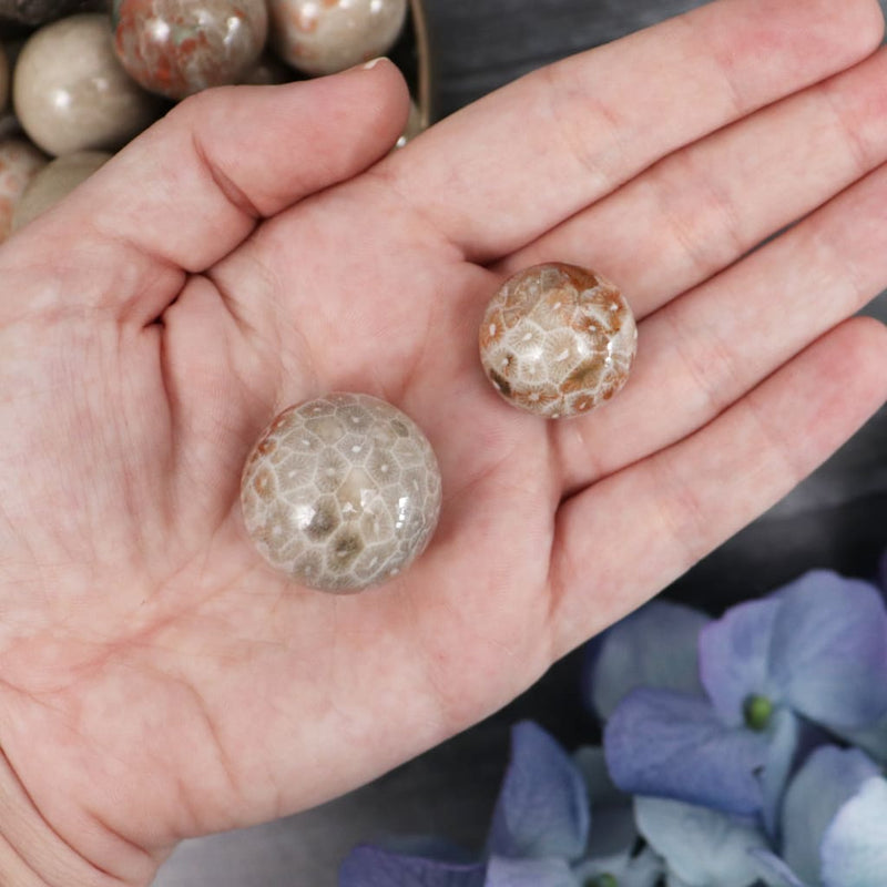 Fossilized Coral Mini Sphere - Spheres