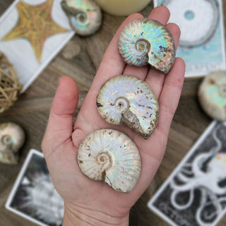 Opalized Ammonite Fossil - Small - Specimens