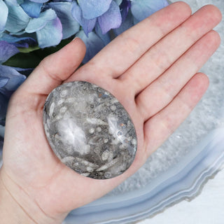 Orthoceras Palmstone - Palmstones