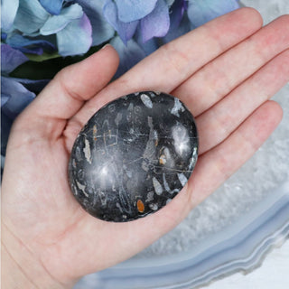 Orthoceras Palmstone - Palmstones