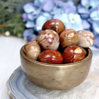 Petrified Wood Pebble - Pebbles