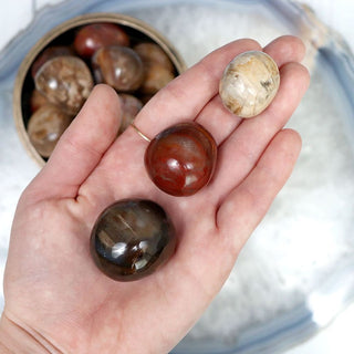 Petrified Wood Pebble - Pebbles